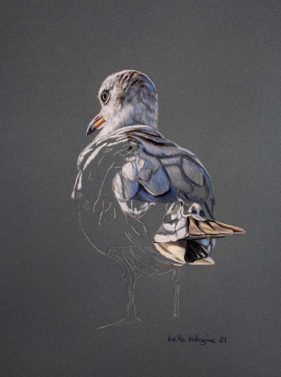 https://ineke.fr/wp/wp-content/uploads/2022/04/96goelandsongeur_home.jpg