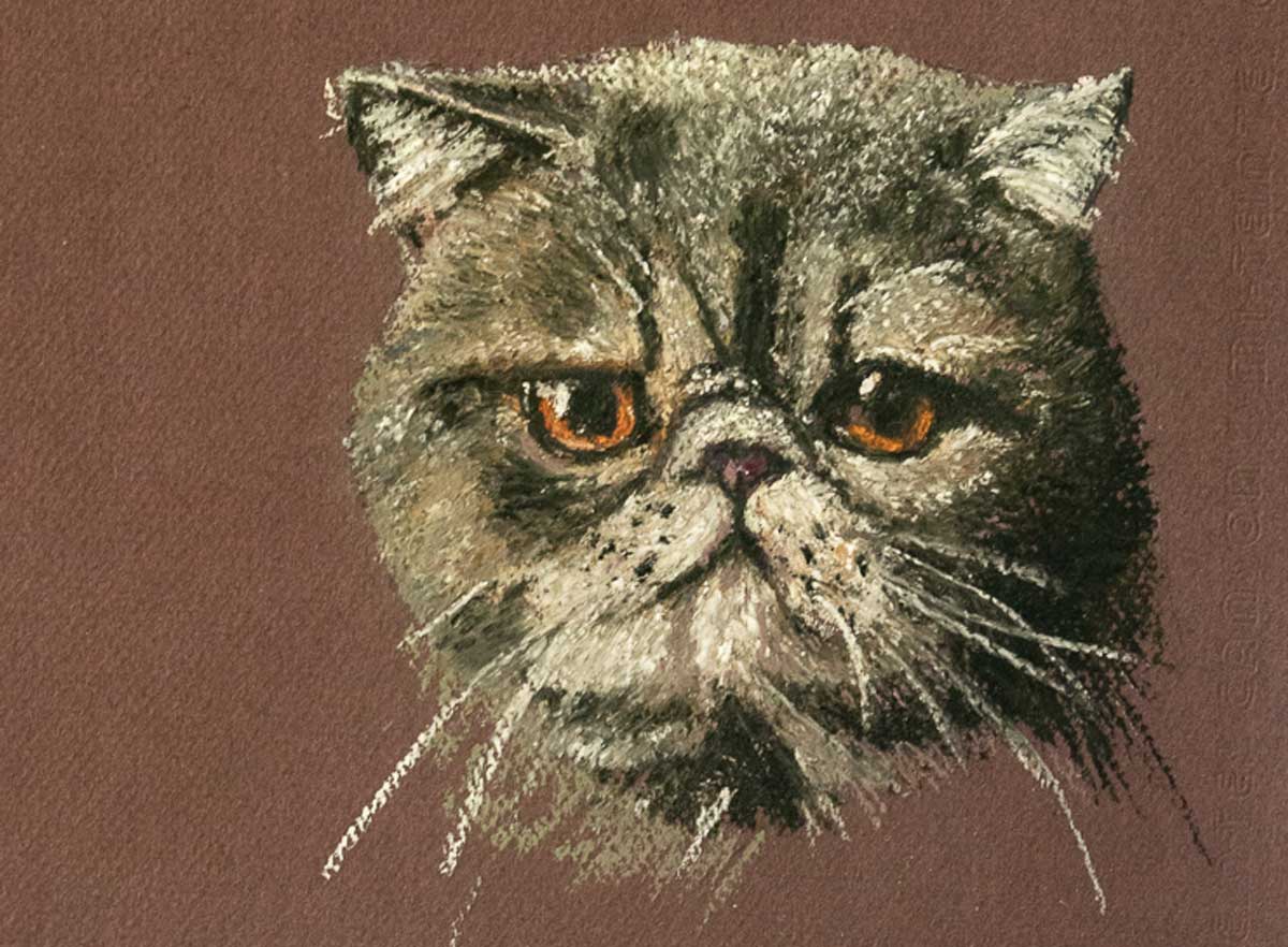 Chat exotic gris - Pastel